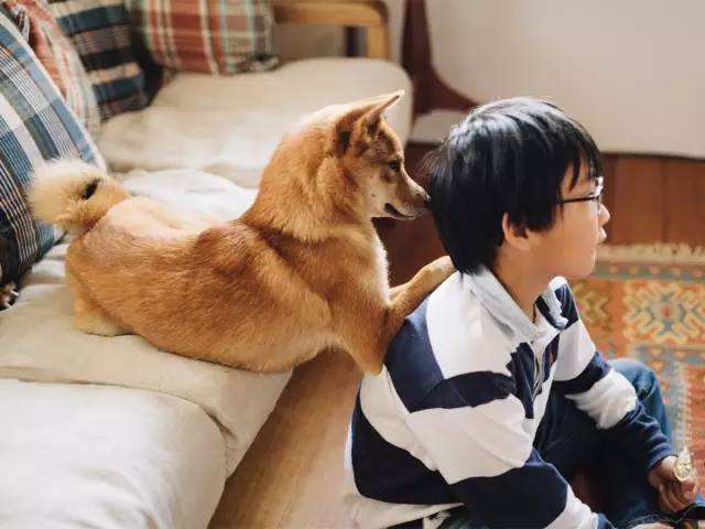 怎么样可以缓解狗狗情绪低落,狗狗不听话怎么让狗狗更听话一点