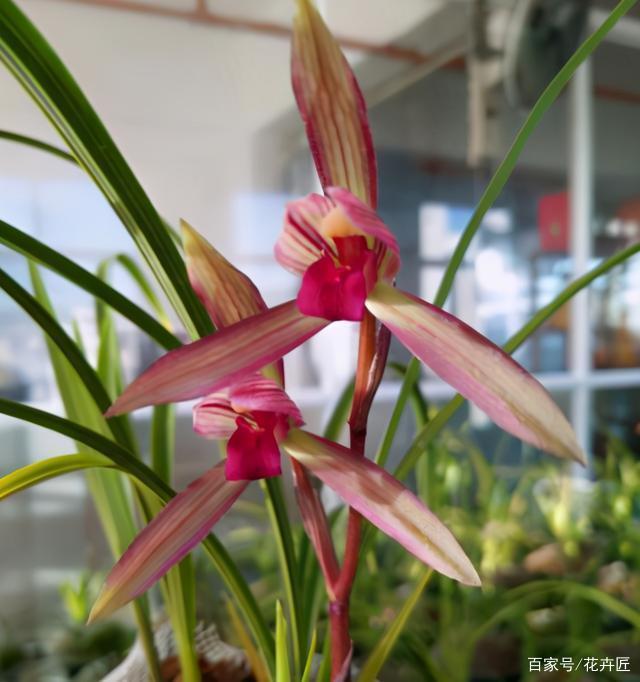 开花最香的传统兰花品种,云南怒江兰坪名贵莲瓣兰花