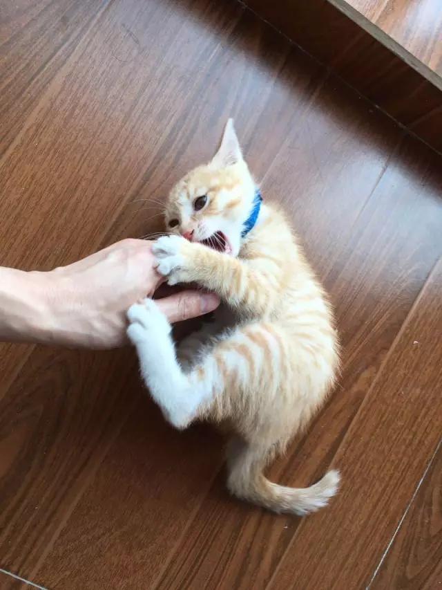 流浪猫被好心人收养结果恩将仇报,流浪猫被救下重获新生