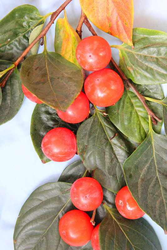 加油站赠送免费洗车靠谱吗,哪些私营加油站油品靠谱