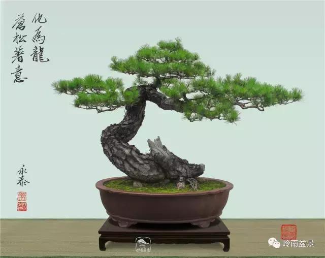 盆景欣赏苍劲有力老桩,精品盆景寒枝欣赏