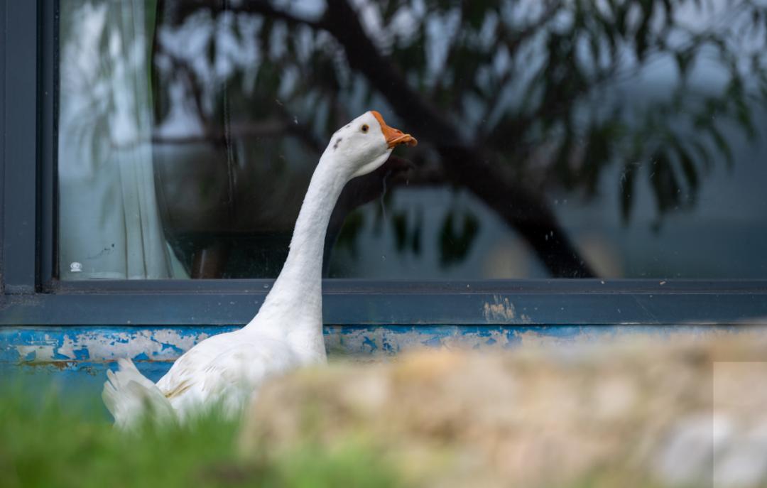 国庆假期必住|分分钟拍出大片的绝美仙气民宿,每家都想睡~记得提前预订哟!