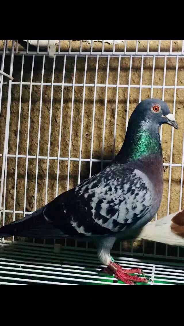 手把手教你鉴鸽技巧挑出好鸽子,信鸽鉴赏北京一号鸽