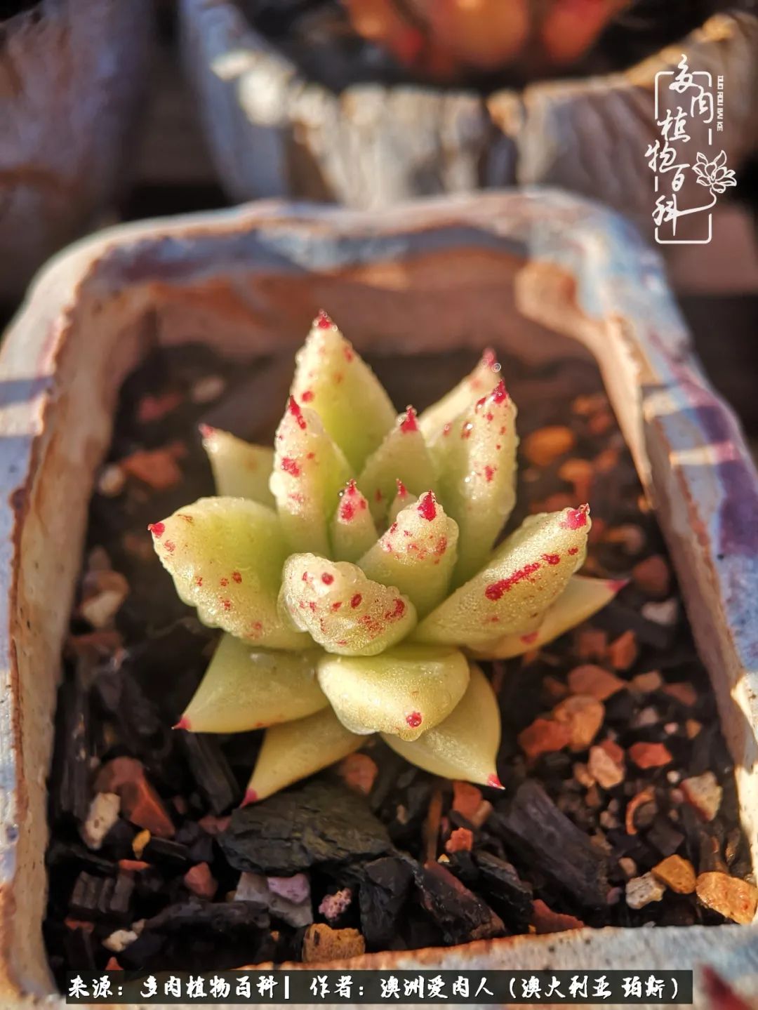 采蘑菇的小姑娘，“转行”来把多肉养