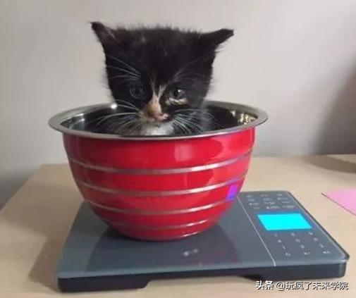 熊猫称完体重后自闭,当熊猫称完体重自闭