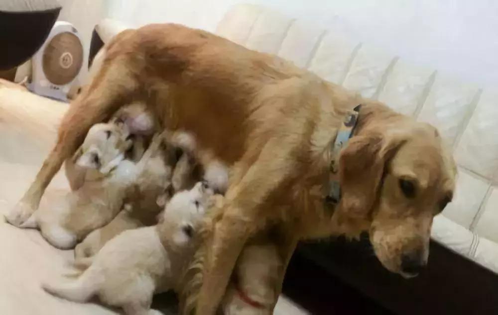 新手养狗的2大注意事项,新手养狗技巧和注意事项