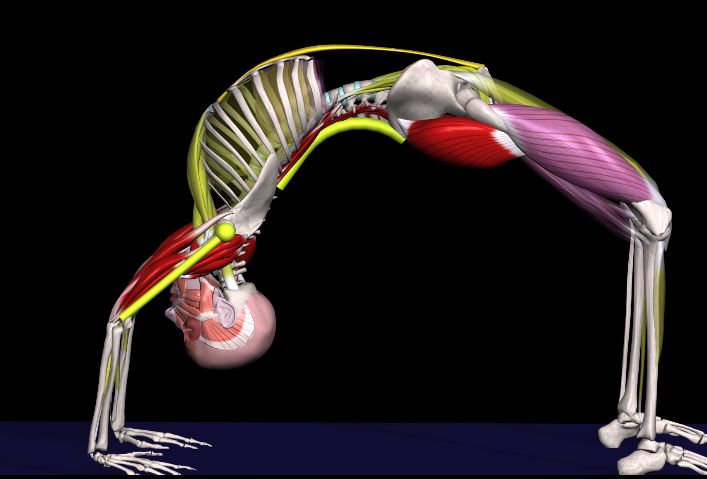 瑜伽轮式起不来动态图,瑜伽轮式手推不起来是什么原因