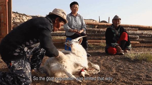 澳大利亚财政部长首推品牌，进国后让柳岩薇娅同时着迷，太疯狂了