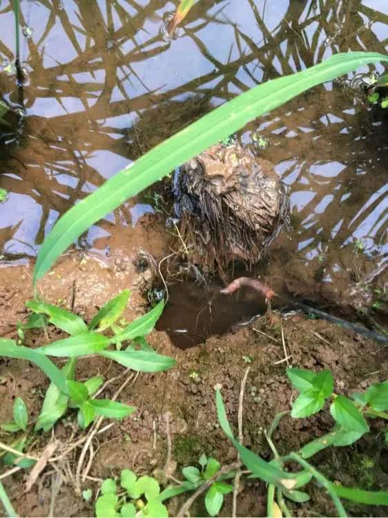 钓黄鳝钓出一条蛇,黄鳝钓法口诀大全