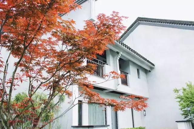 最美银杏秋景自驾攻略,杭州银杏树旅游攻略