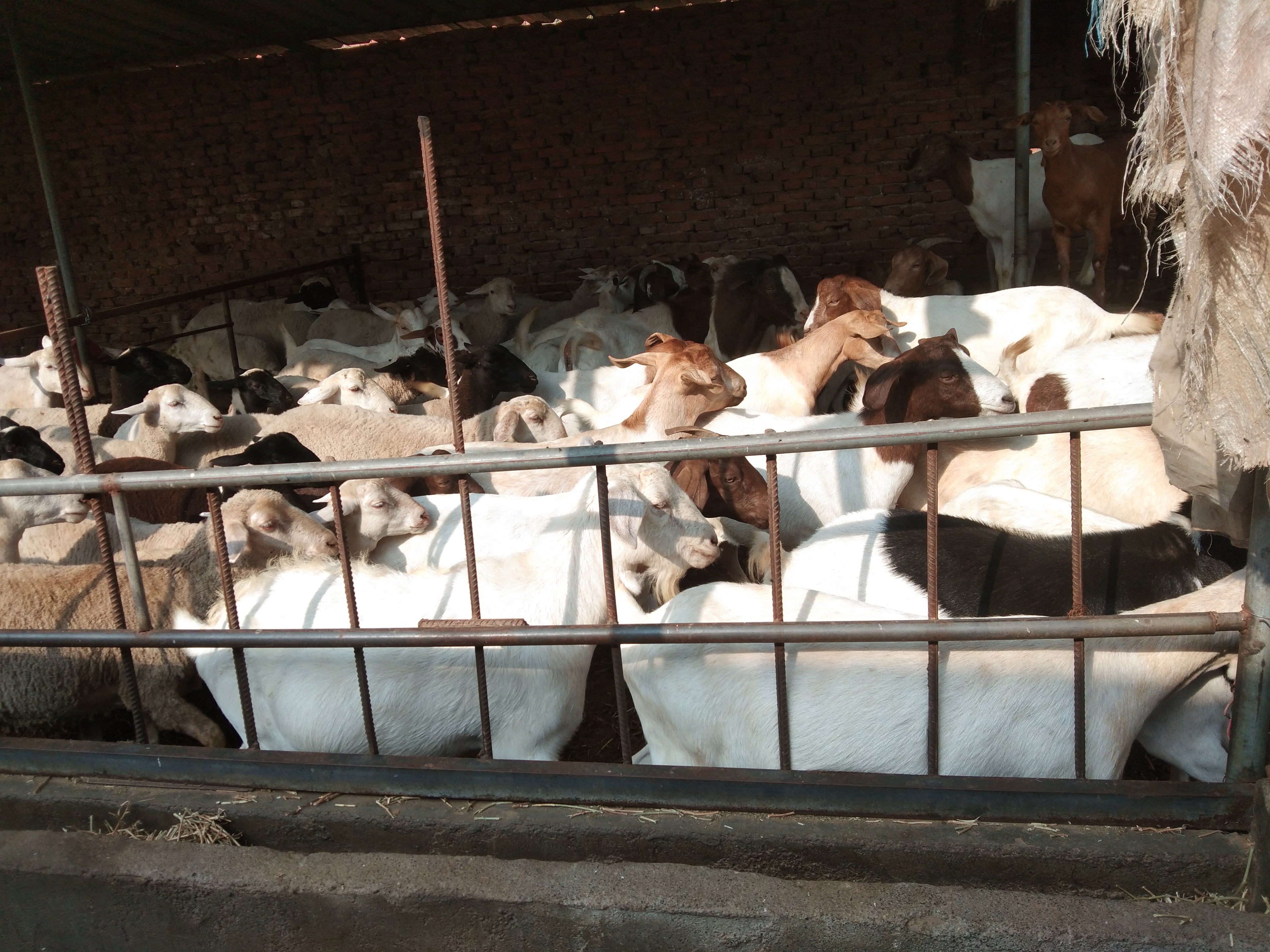 养羊疫苗时间表,养羊疫苗接种时间表