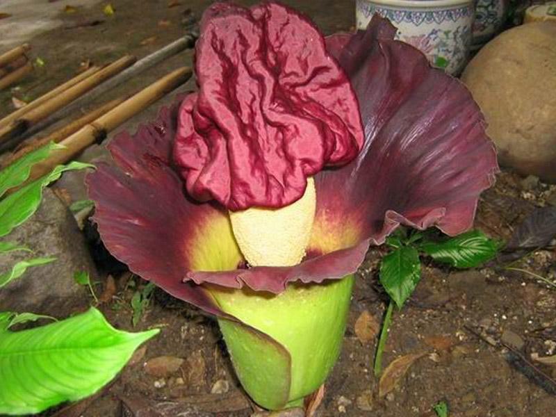 罕见的奇花异草 (160种奇花异草绝对有你没见过的)