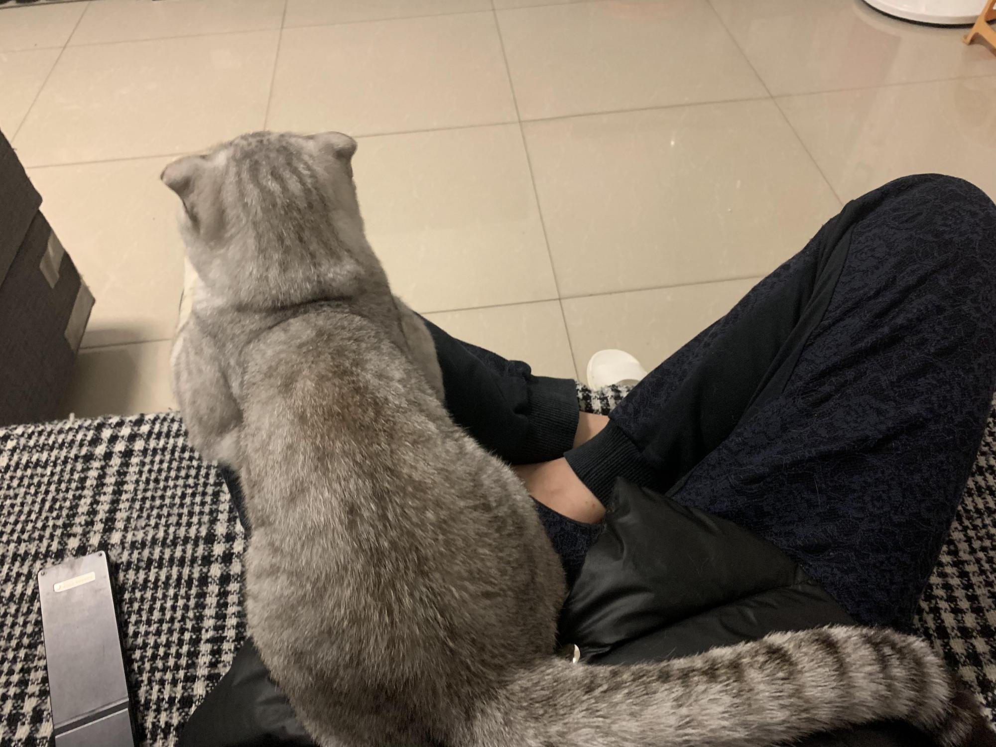 猫主子不理你了怎么办,猫咪的怪癖铲屎官你们都知道吗