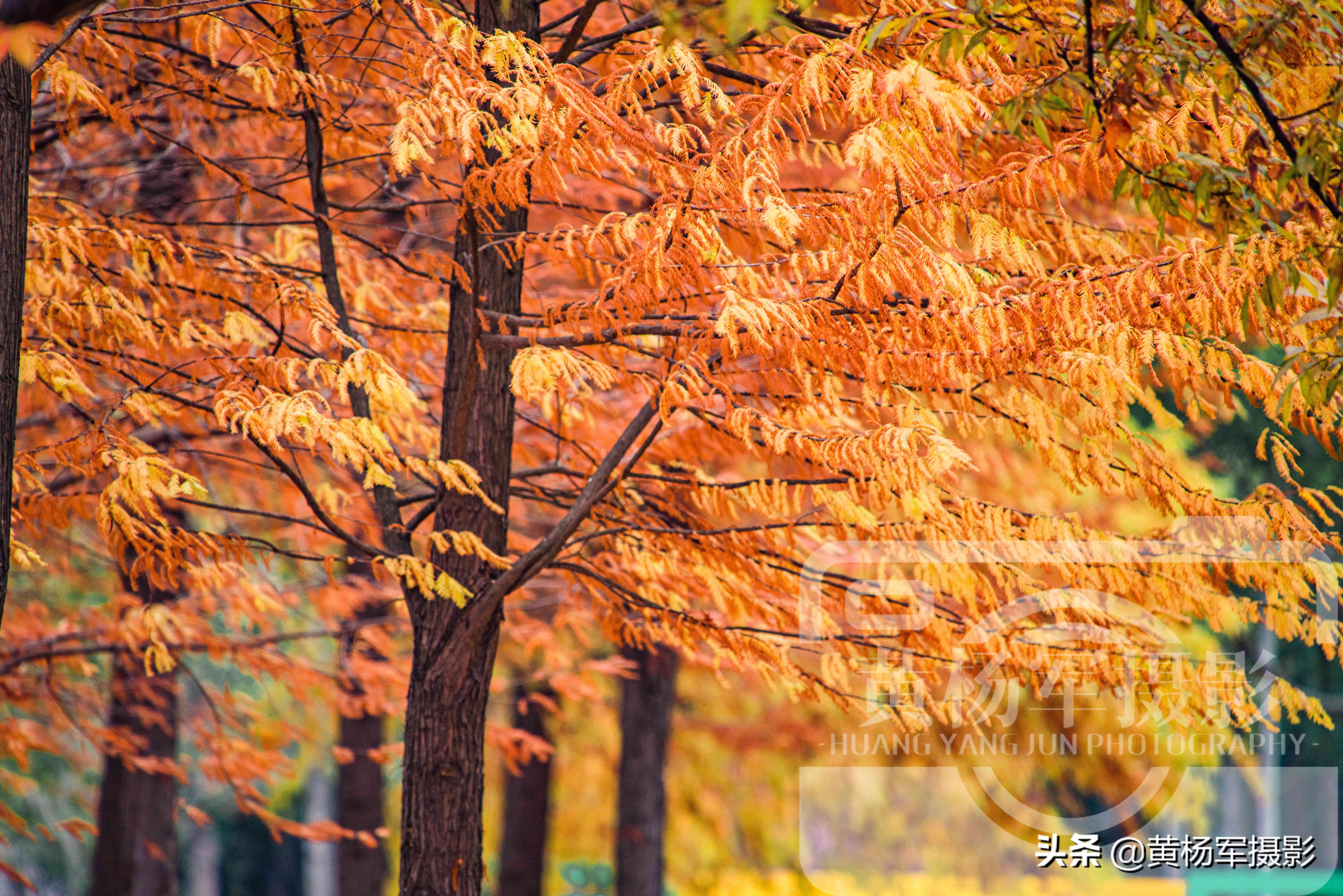 水杉里的活化石,最美的水杉树