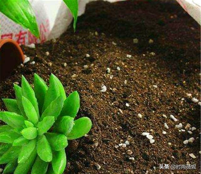 养花营养土小妙招,盆栽养花一定要用营养土