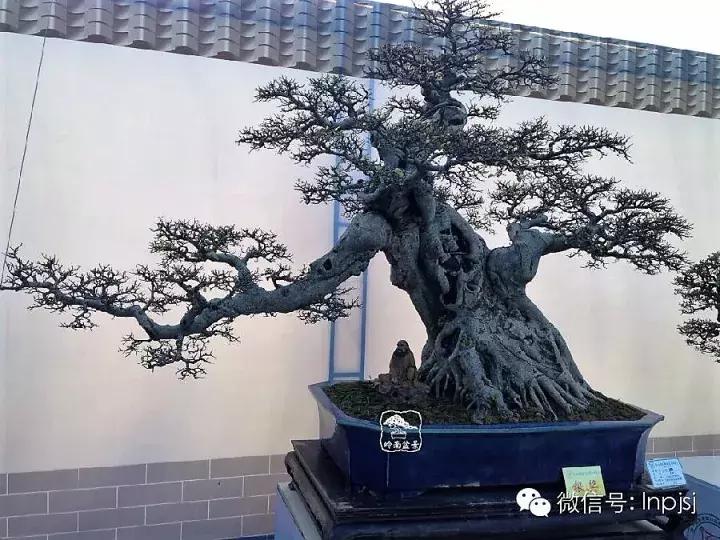 苍劲古朴挺拔有力的老桩盆景欣赏,老态龙钟盆景作品欣赏