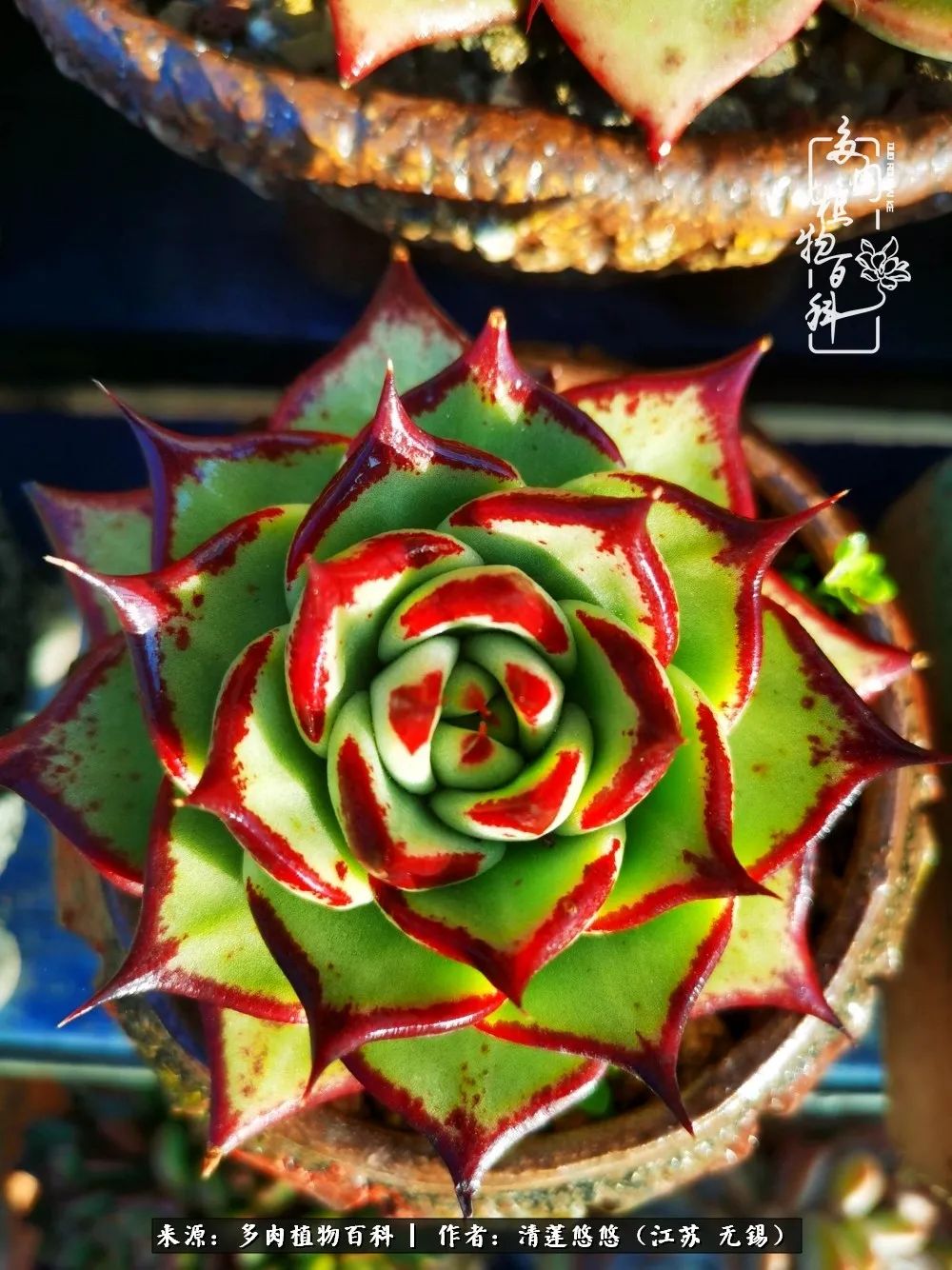 可爱多肉的露脸照,多肉大合照视频