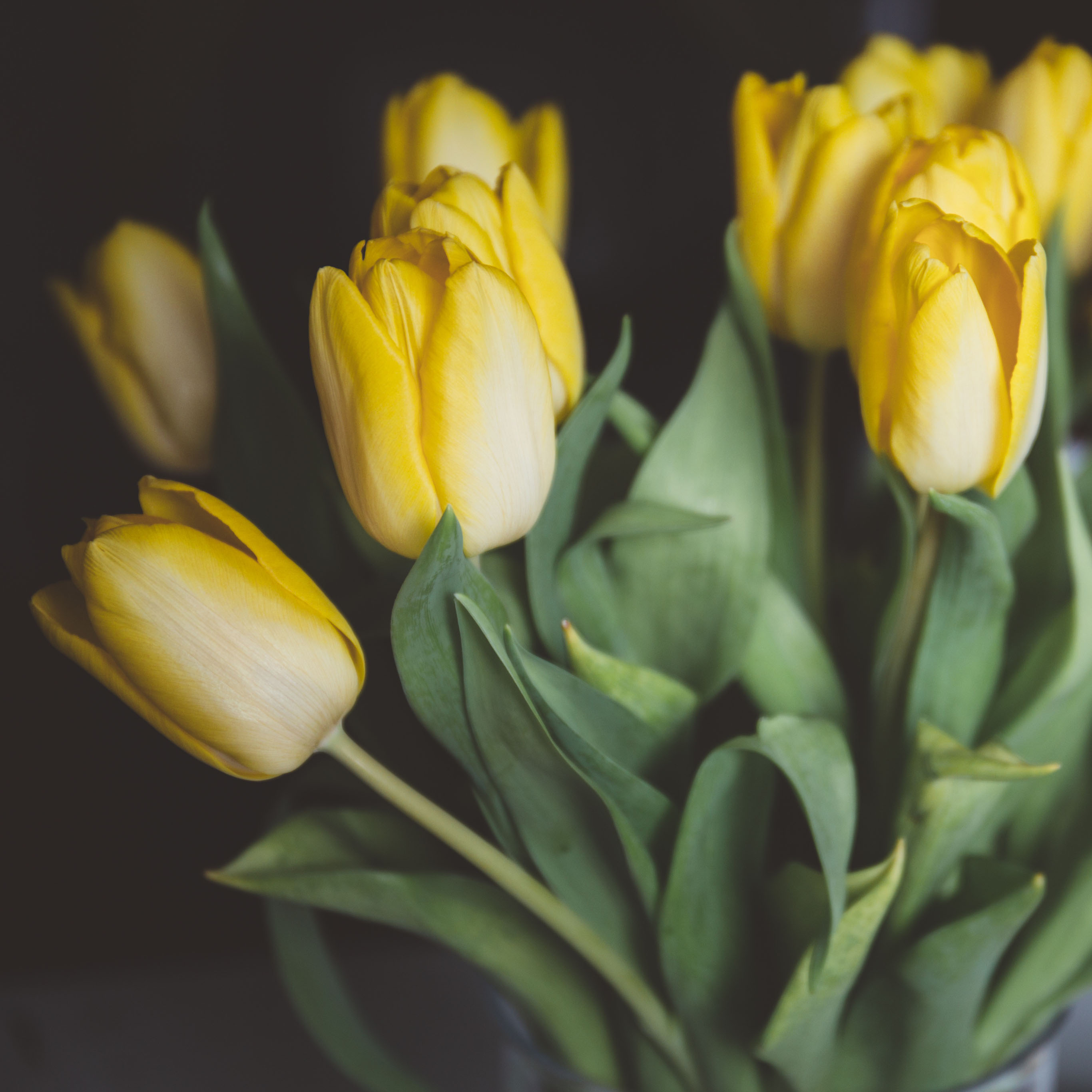 向女朋友道歉送什么花合适,给女友道歉送什么花合适呢
