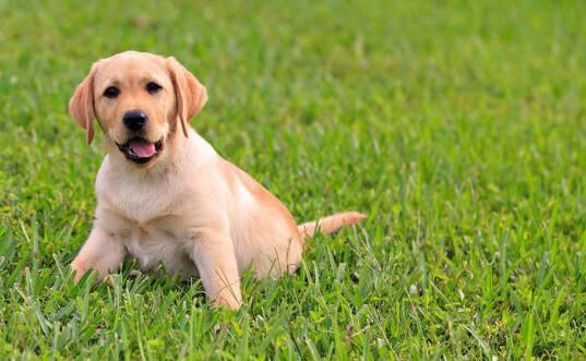 夏天到了养宠家庭必备,夏季来了谨防中暑