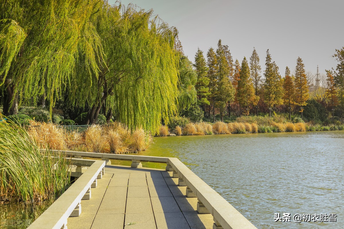 清美柔韧秋柳古诗四首,依旧明年二三月,小金山上看鹅黄