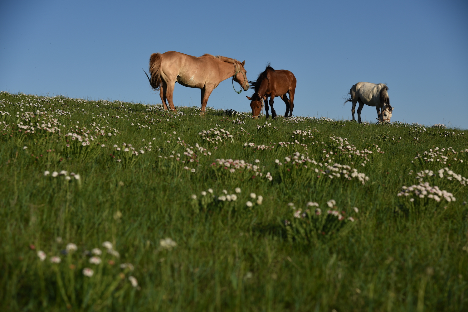 乌拉盖狼图腾拍摄地秋天去还行吗,乌拉盖狼图腾旅游