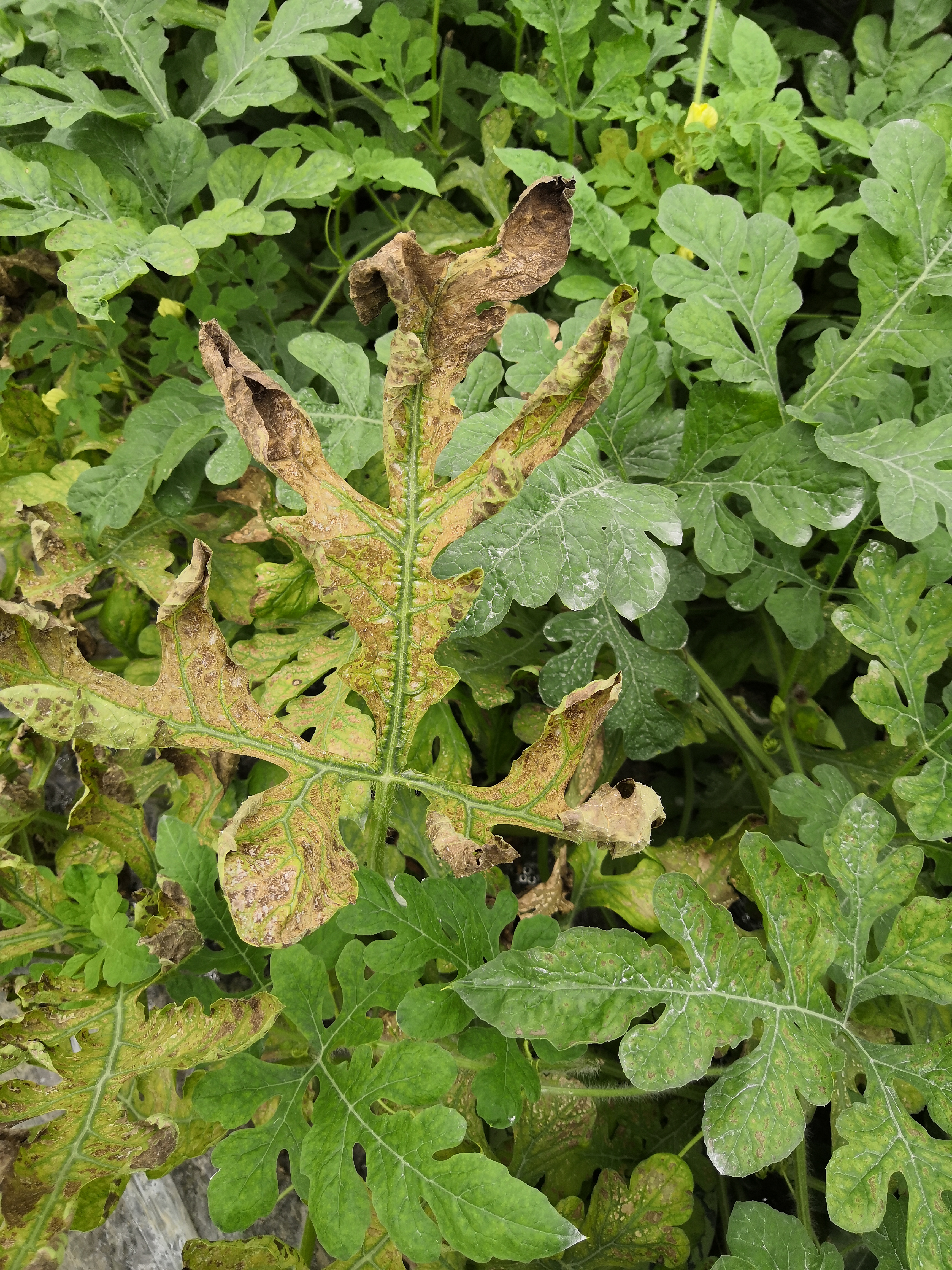 西瓜枯萎病的最佳防治方法,雨后瓜叶伤打什么药