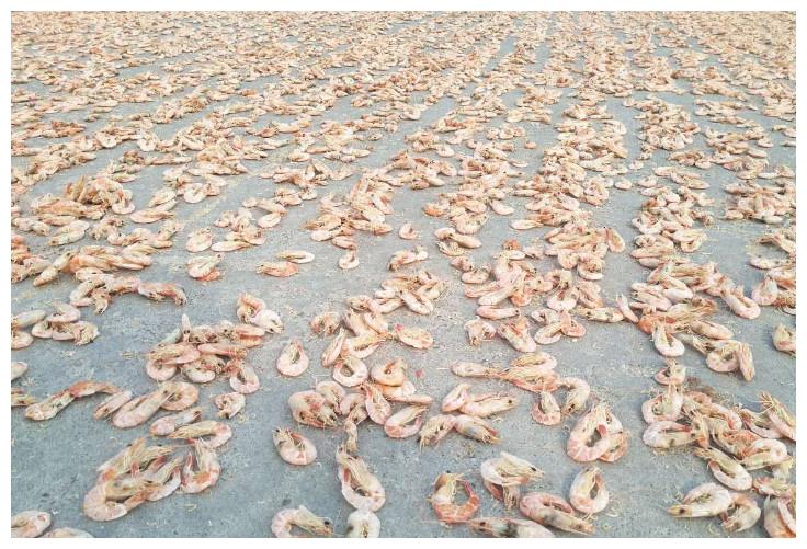 晒虾米,一场成就极鲜之味的狂欢