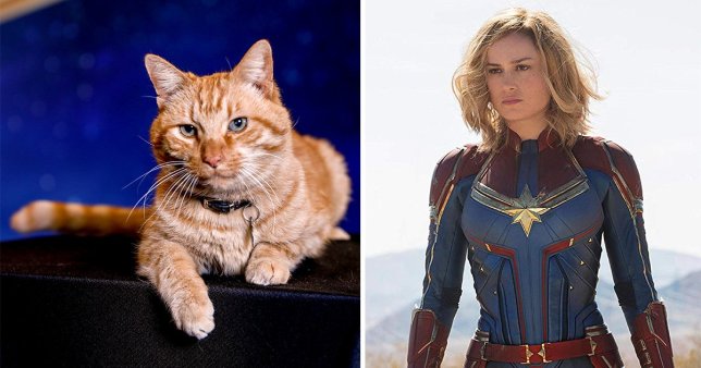 惊奇队长奇异猫,惊奇队长橘猫是中华田园猫吗