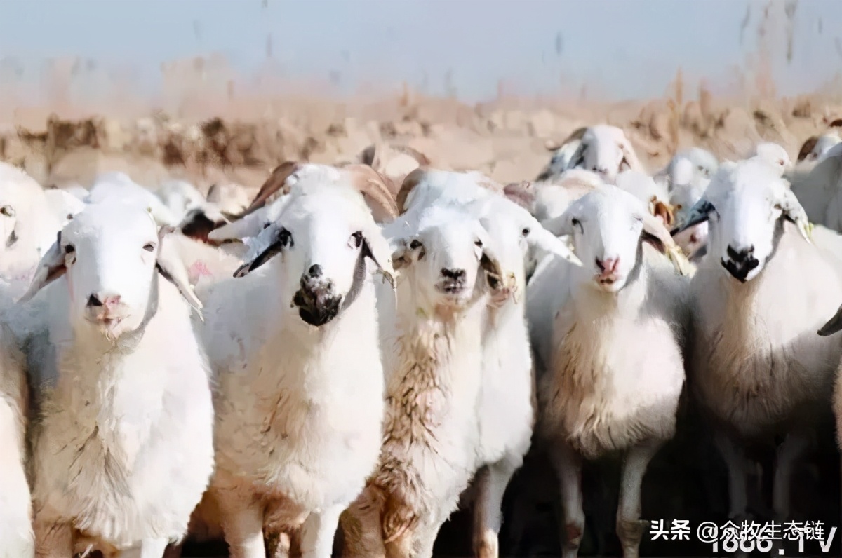 世界上最好的羊是哪个羊,世界最好的羊排名前十