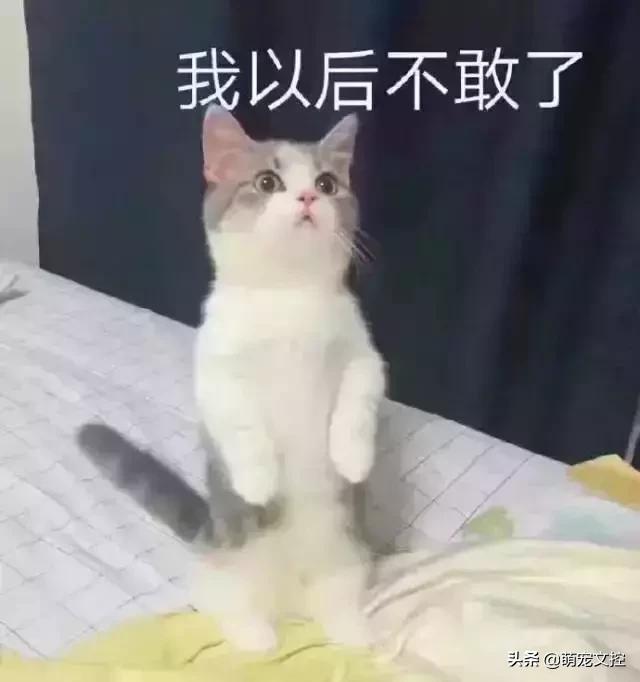 如何改掉猫咪乱挠乱咬的毛病,猫咪为什么会挠猫粮