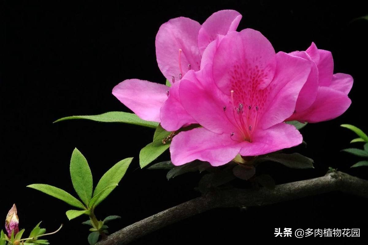 杜鹃怎样才能让它花开得更快更好,水中加入一种东西