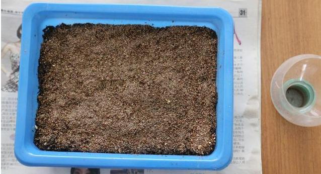 虹之玉多肉叶插成活率高吗,圣诞东云多肉叶插成活率