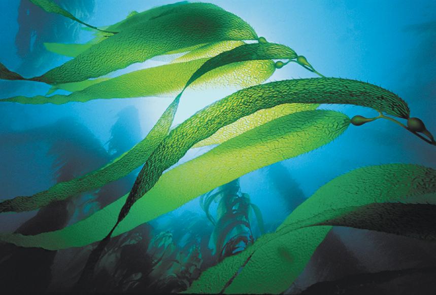 深扒明星爱用护肤品,海藻护肤品有哪些成分