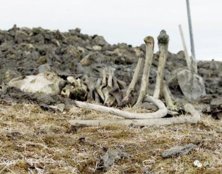 猛犸象灭绝是人类导致的吗,猛犸象灭绝原因的推测有几点