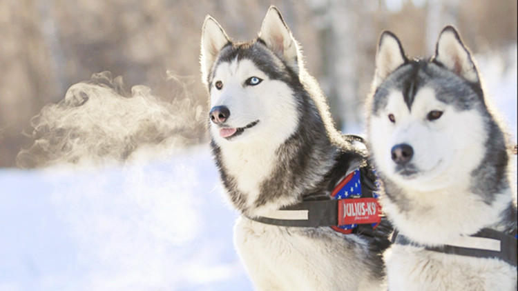 二哈能有多蠢,二哈能蠢到如此地步