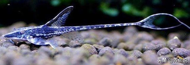 清理鱼缸污渍小妙招,清理鱼缸污垢最好的方法