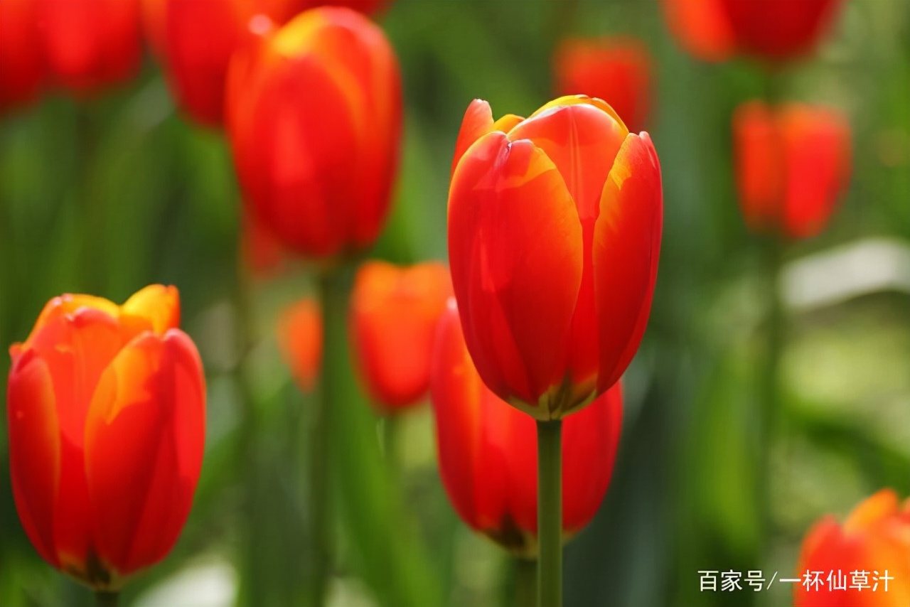 各种鲜花的花语及图片,花店常见鲜花品种及花语