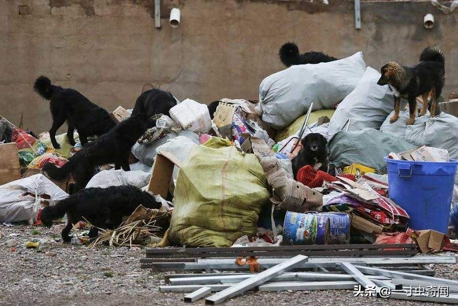 对付野兽最有效的办法,遇到野兽反击