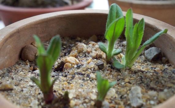 马蹄莲冬季养护,马蹄莲种球冬季栽种