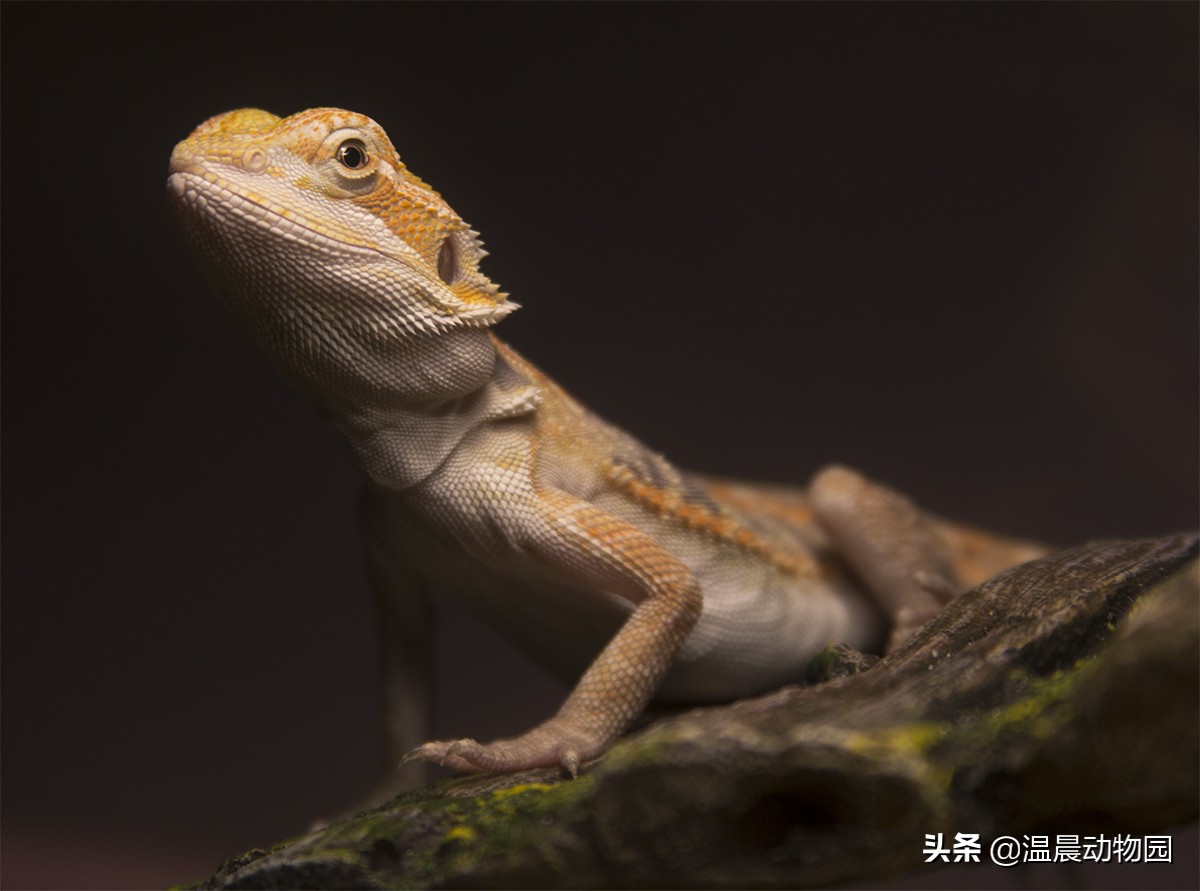 爬宠鬃狮蜥有多大,鬃狮蜥合法吗