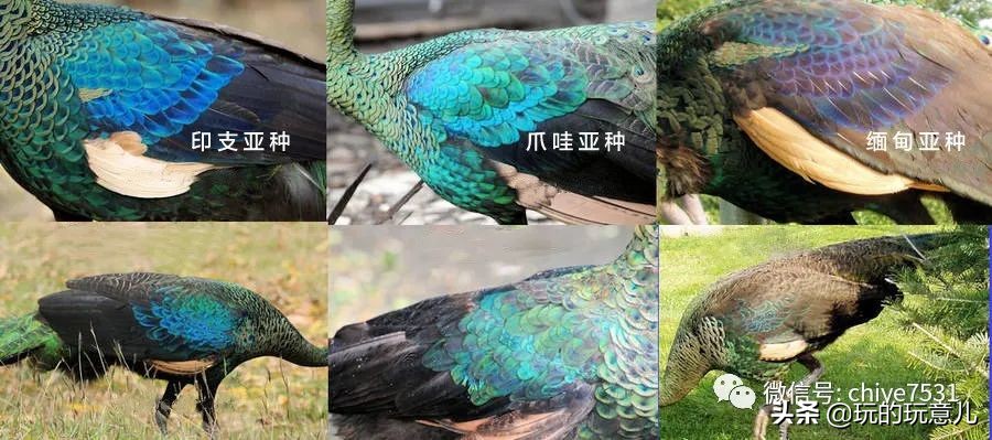 中国画孔雀名作,中国名画孔雀