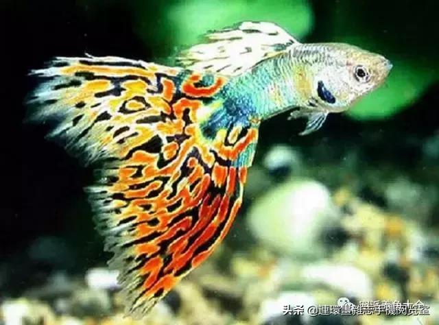 宠物鱼推荐小型的鱼,哪种宠物鱼最可爱