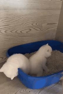 哈士奇剃发前后,哈士奇剃了两道杠