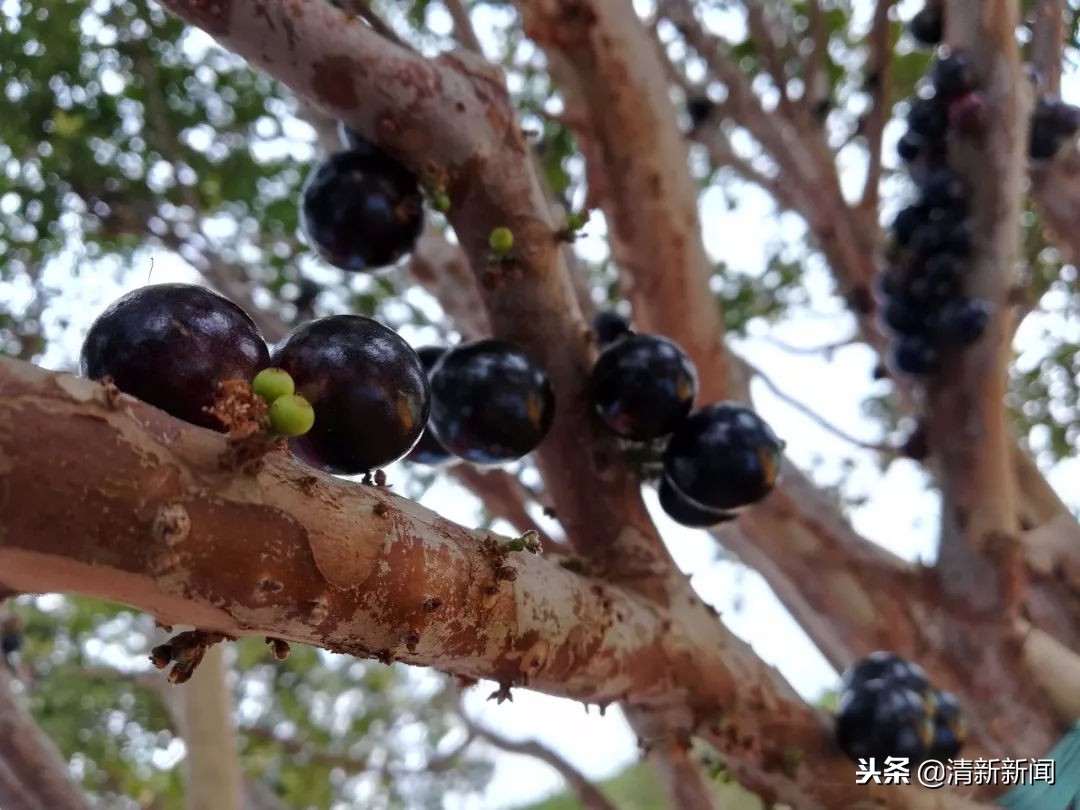 神奇!太平金门有种长在树干上的果子!