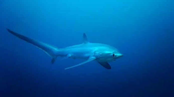 菲律宾最美十大海岛可以钓鱼吗,菲律宾最适合度假的岛