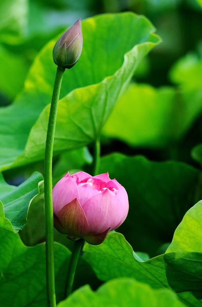 知足不辱知止不殆可以长久释义,知足不辱知止不殆可以长久何解