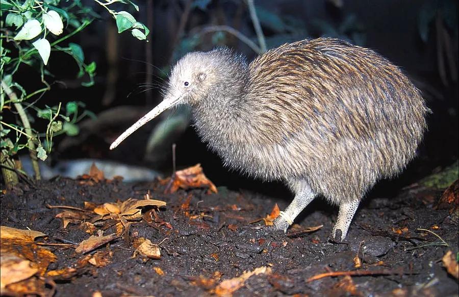 大洋洲国鸟,大洋洲国鸟图片