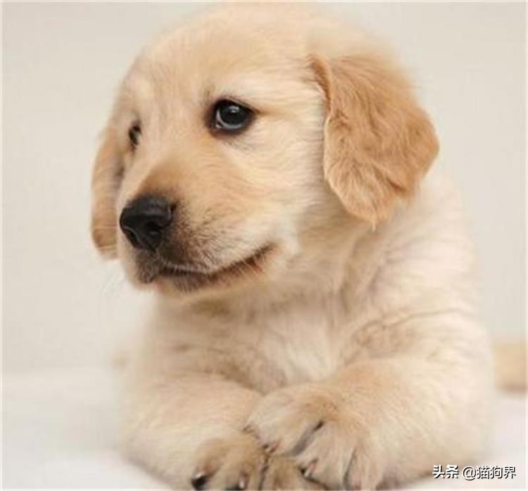 金毛犬怎么训练才听话视频教程,训练金毛幼犬的10个方法