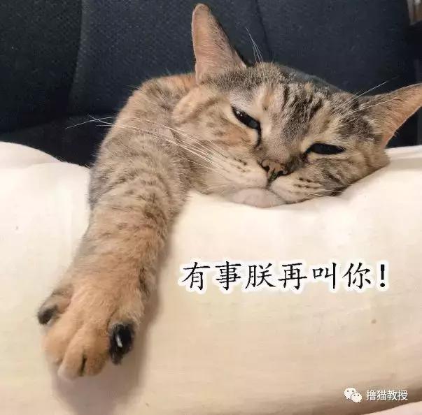 猫咪的怪癖铲屎官你们都知道吗,铲屎官养的猫咪有多厉害