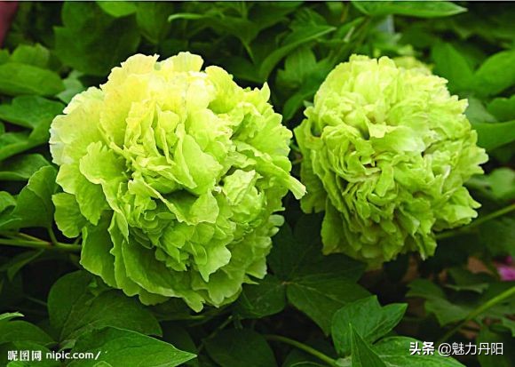 牡丹的一生简单历程文字描述,牡丹的历史和发展